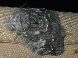 Stauropida griseola